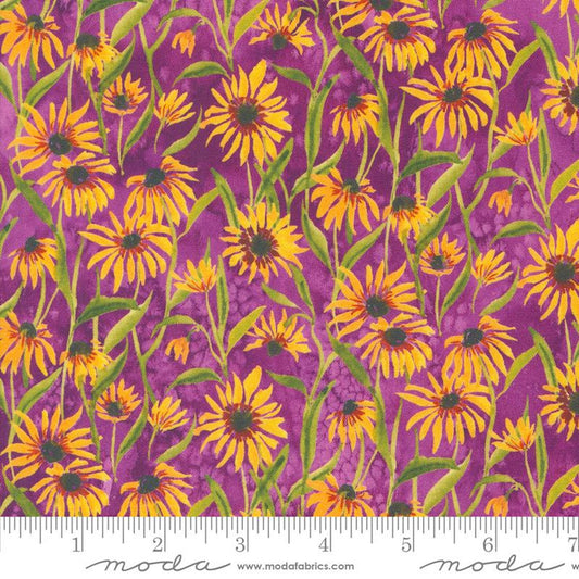 Floribunda- Violet Blackeyed Suzie Q: Sold By The 1/2 Yard.