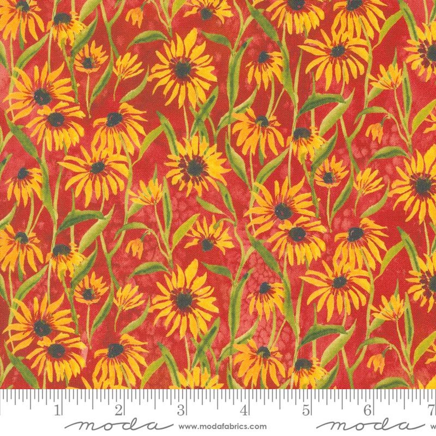 Floribunda- Spice Blackeyed Suzie Q: Sold By The 1/2 Yard.