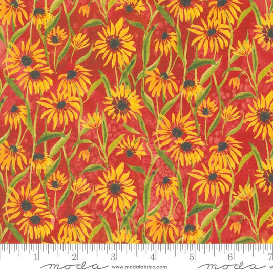 Floribunda- Spice Blackeyed Suzie Q: Sold By The 1/2 Yard.